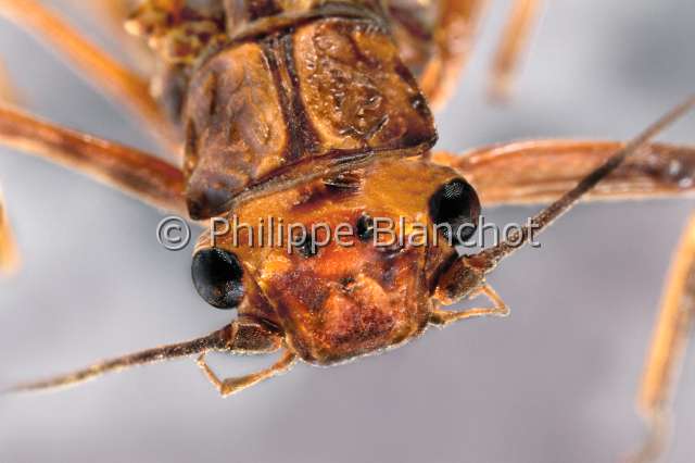 Perla marginata.JPG - Perla marginata (Portrait)Perle margineeStoneflyPlecopteraPerlidaeFrance